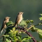 Braunkehlchen        von heute