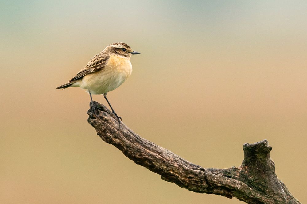 Braunkehlchen (w)