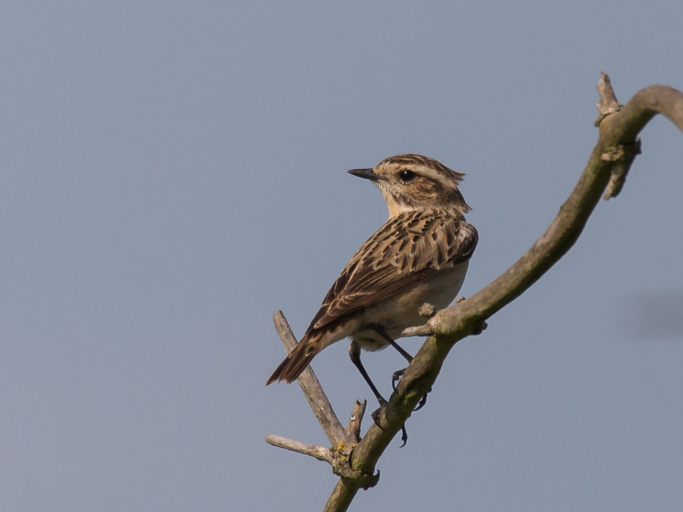 Braunkehlchen w. #1