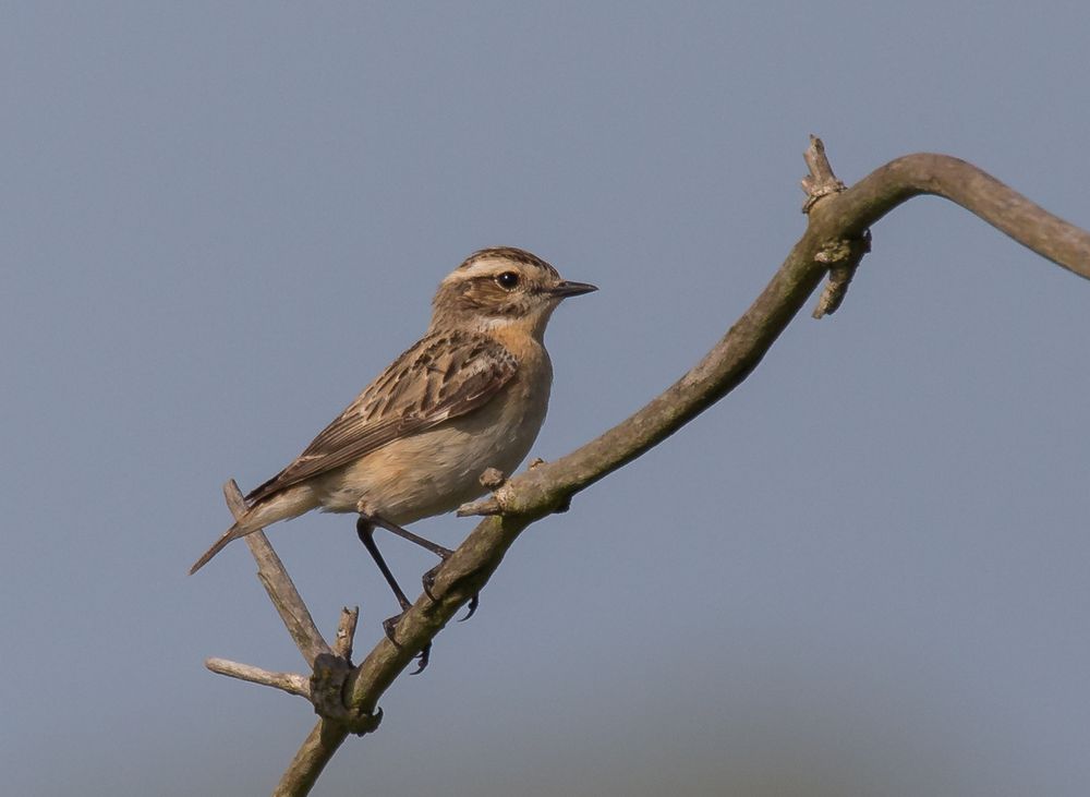 Braunkehlchen w. #2