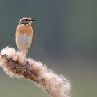 Braunkehlchen - Weibchen