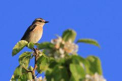 Braunkehlchen Weibchen