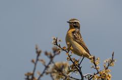 Braunkehlchen (weibchen)