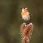 Braunkehlchen, Weibchen