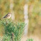 Braunkehlchen Weibchen (Doku)