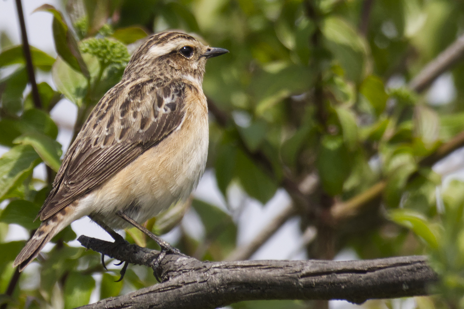 Braunkehlchen Weibchen im Prachtkleid (Saxicola rubetra)