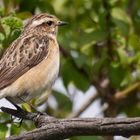 Braunkehlchen Weibchen im Prachtkleid (Saxicola rubetra)