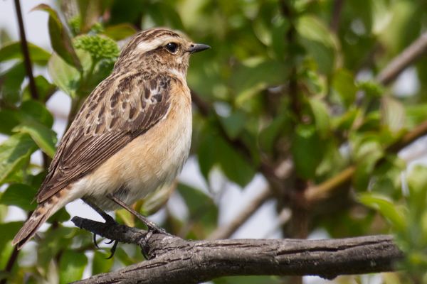 Braunkehlchen Weibchen im Prachtkleid (Saxicola rubetra)