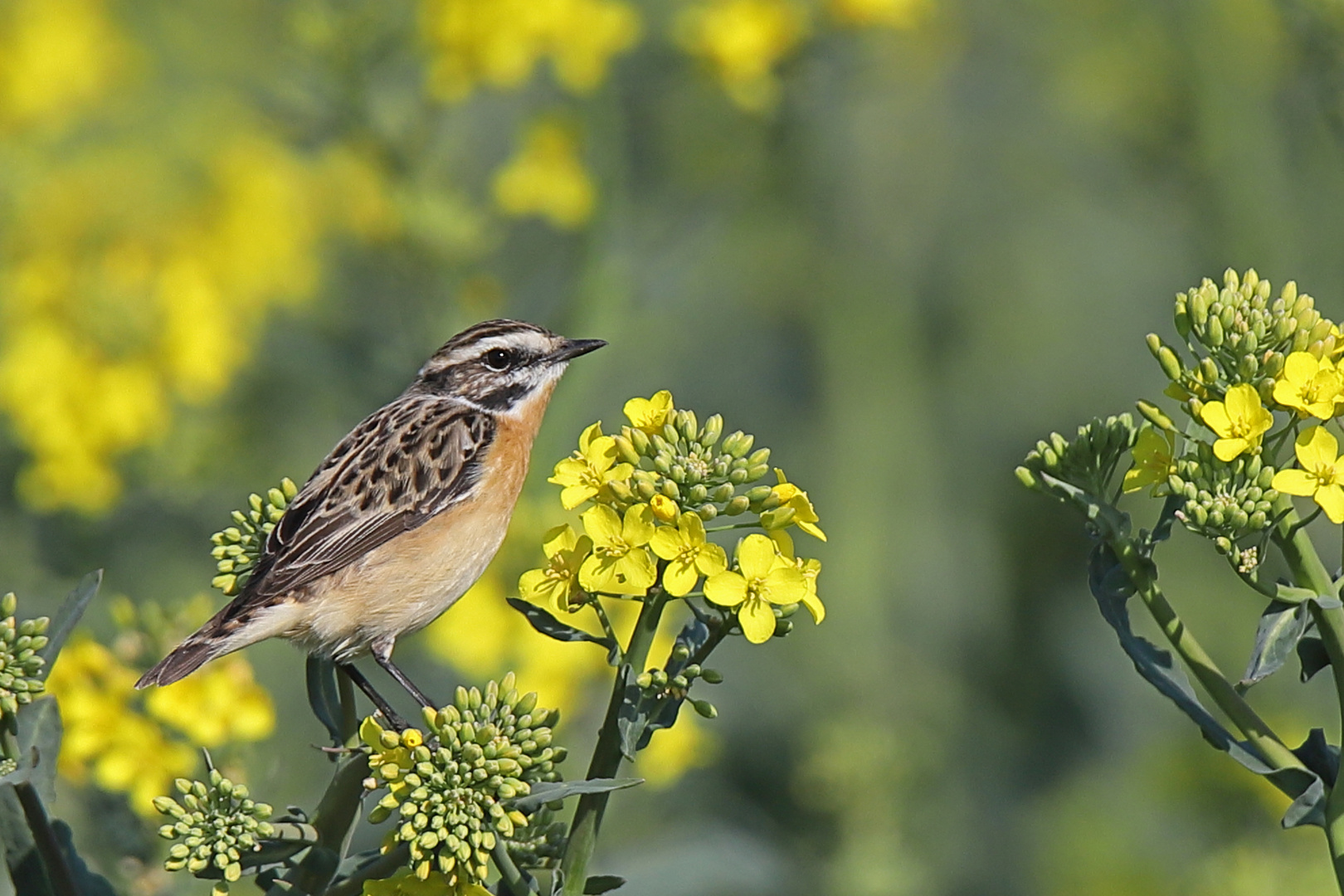 Braunkehlchen zurück im Revier