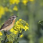 Braunkehlchen zurück im Revier