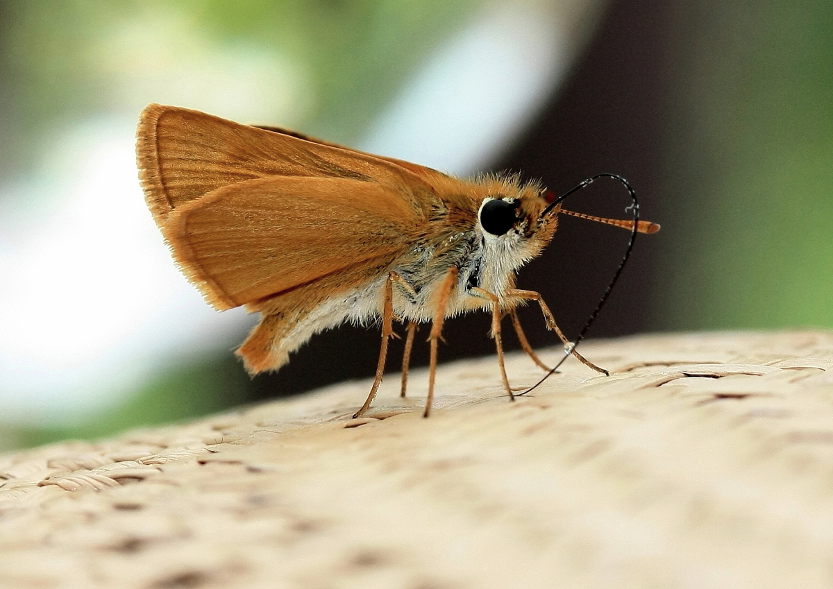 Braunkolbige Braun-Dickkopffalter (Thymelicus sylvestris) 