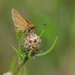 Braunkolbige Braun-Dickkopffalter Thymelicus sylvestris