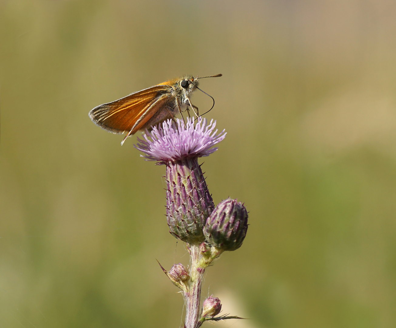 Braunkolbige Dickkopffalter (Thymelicus sylvestris)