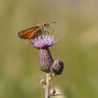 Braunkolbige Dickkopffalter (Thymelicus sylvestris)