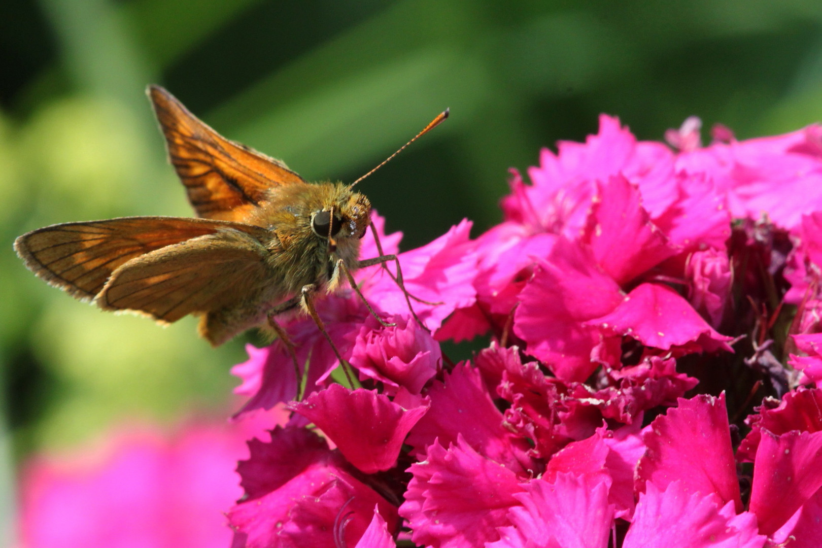 Braunkolbige- oder Ockergelbe Braun-Dickkopffalter (Thymelicus sylvestris)