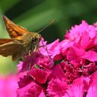 Braunkolbige- oder Ockergelbe Braun-Dickkopffalter (Thymelicus sylvestris)