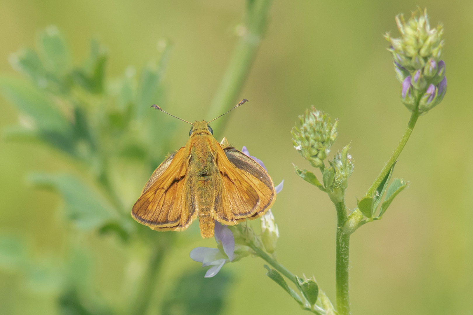 Braunkolbige- oder Ockergelbe Braun-Dickkopffalter (Thymelicus sylvestris)