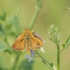 Braunkolbige- oder Ockergelbe Braun-Dickkopffalter (Thymelicus sylvestris)