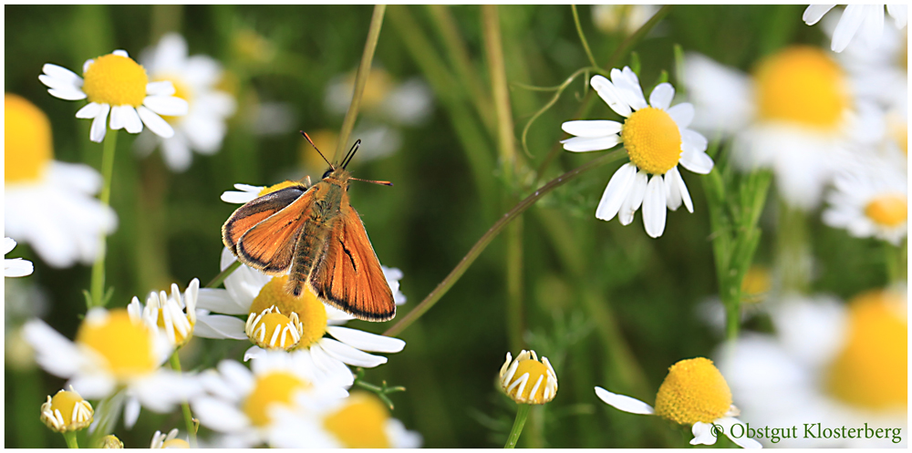 Braunkolbige- oder Ockergelbe Braun-Dickkopffalter (Thymelicus sylvestris)