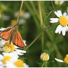 Braunkolbige- oder Ockergelbe Braun-Dickkopffalter (Thymelicus sylvestris)