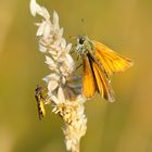 Braunkolbiger Braun-Dickkopffalter mit Hainschwebfliege