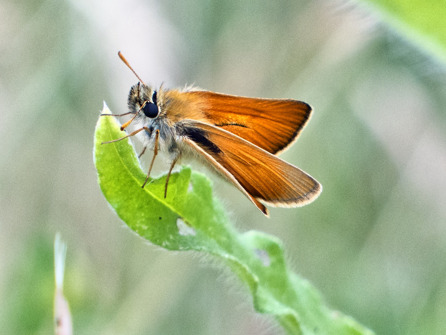 Braunkolbiger Braun-Dickkopffalter (Thymelicus sylvestris)