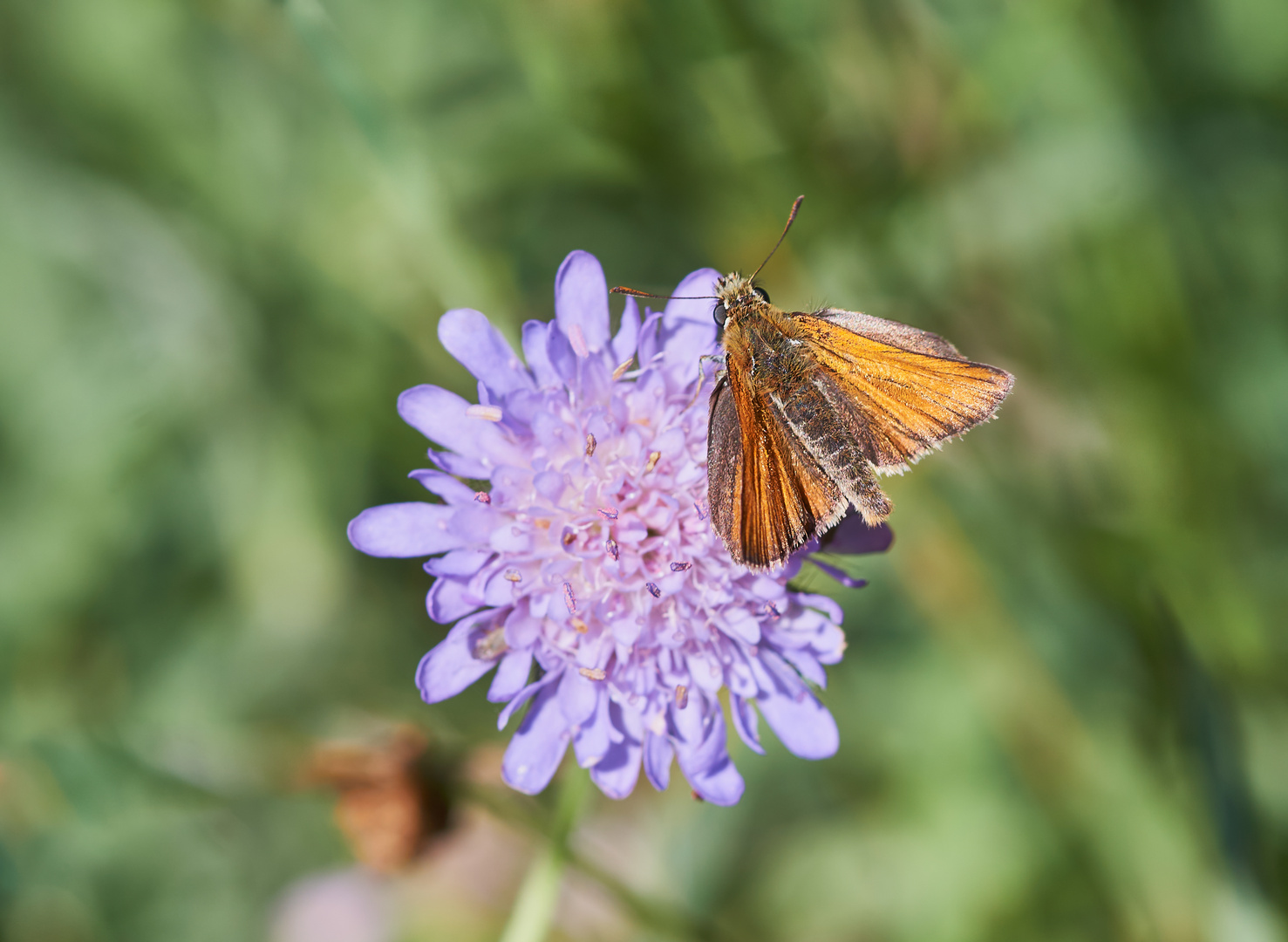 Braunkolbiger Braun-Dickkopffalter (Thymelicus sylvestris)