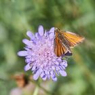 Braunkolbiger Braun-Dickkopffalter (Thymelicus sylvestris)