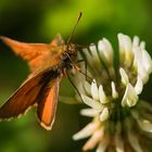 Braunkolbiger Braun-Dickkopffalter (Thymelicus sylvestris)