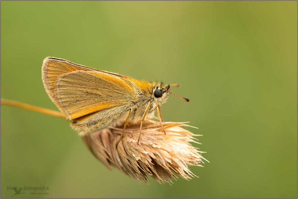 braunkolbiger braun-dickkopffalter (thymelicus sylvestris )