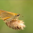 braunkolbiger braun-dickkopffalter (thymelicus sylvestris )