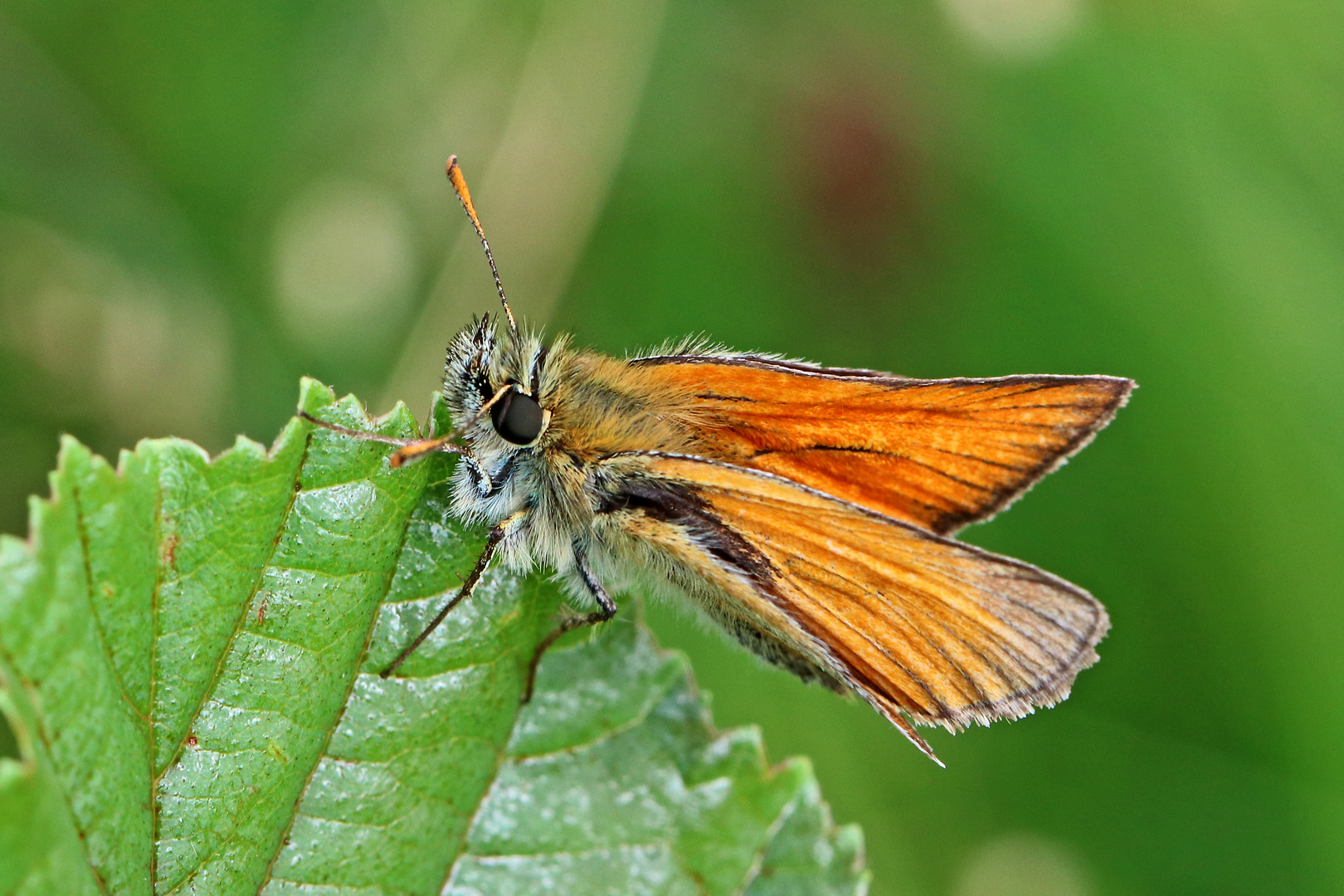 Braunkolbiger Braun-Dickkopffalter (Thymelicus sylvestris)