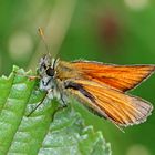 Braunkolbiger Braun-Dickkopffalter (Thymelicus sylvestris)