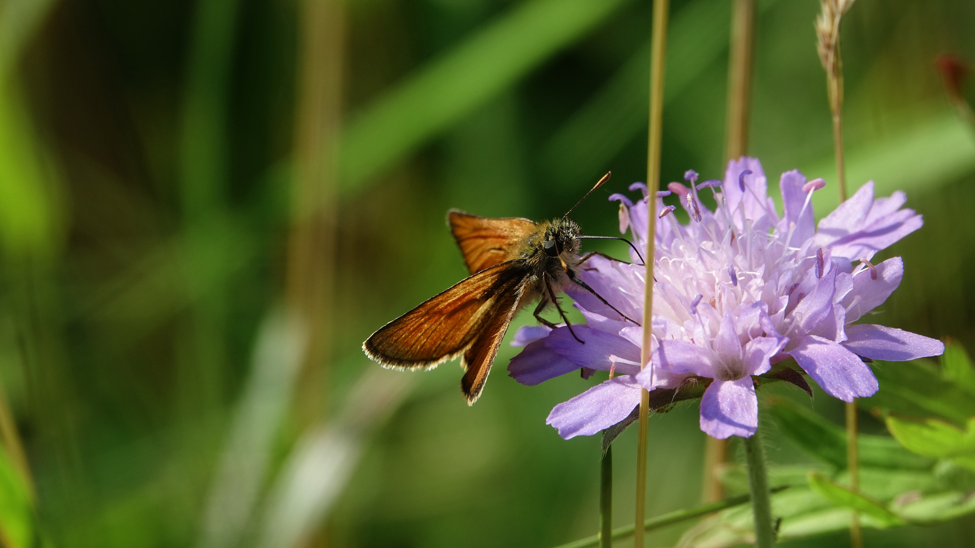 Braunkolbiger Braun-Dickkopffalter (Thymelicus sylvestris) 