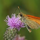 Braunkolbiger Braun-Dickkopffalter (Thymelicus sylvestris)