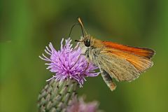 Braunkolbiger Braun-Dickkopffalter (Thymelicus sylvestris)