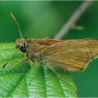 braunkolbiger braun-dickkopffalter (thymelicus sylvestris)