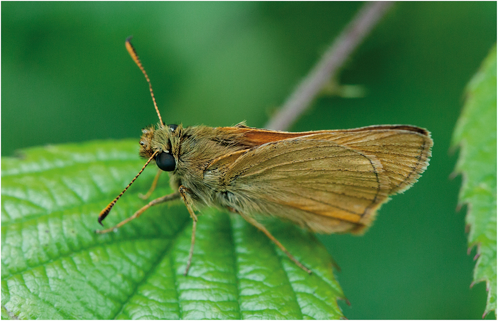 braunkolbiger braun-dickkopffalter (thymelicus sylvestris)