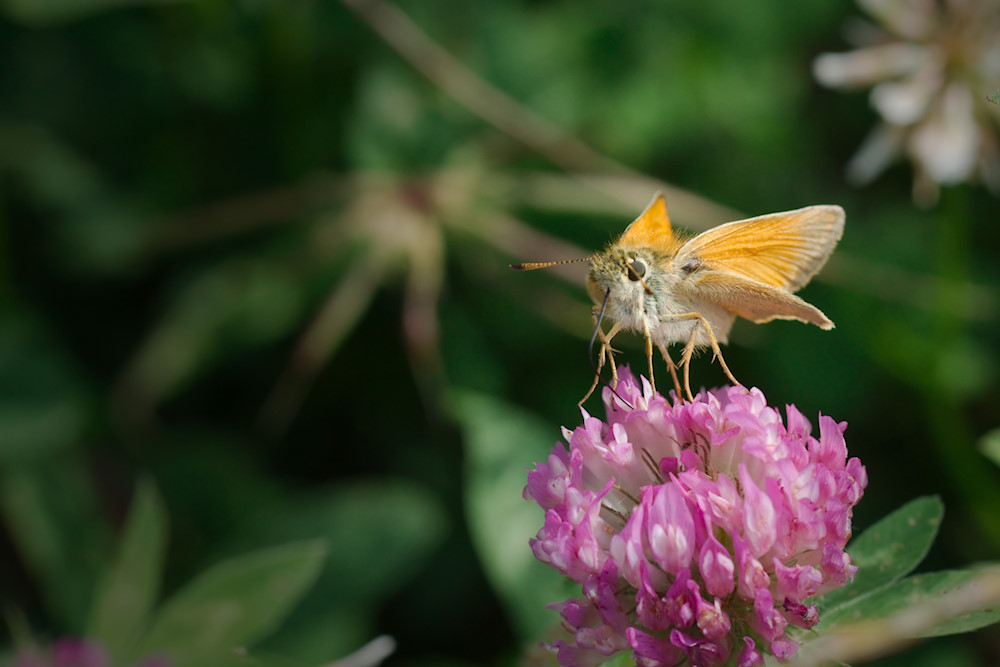 Braunkolbiger Braun-Dickkopffalter (Thymelicus sylvestris)