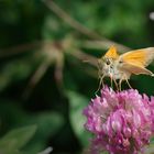 Braunkolbiger Braun-Dickkopffalter (Thymelicus sylvestris)