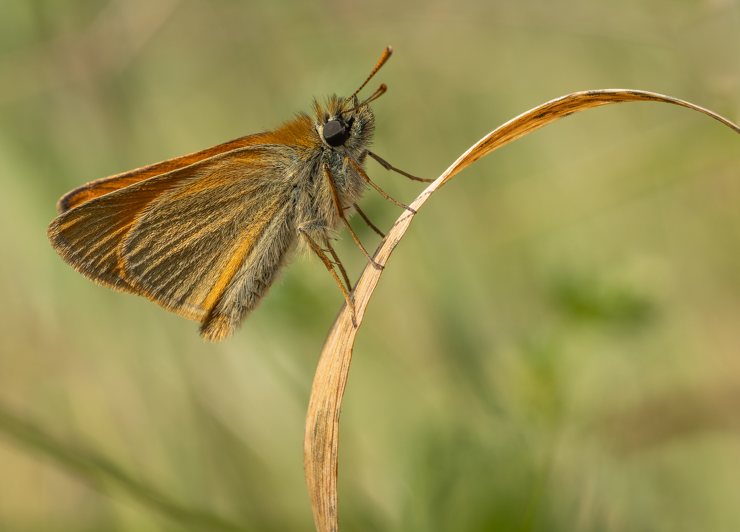 Braunkolbiger Braun-Dickkopffalter (Thymelicus sylvestris)