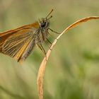 Braunkolbiger Braun-Dickkopffalter (Thymelicus sylvestris)