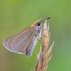 Braunkolbiger Braun-Dickkopffalter (Thymelicus sylvestris)