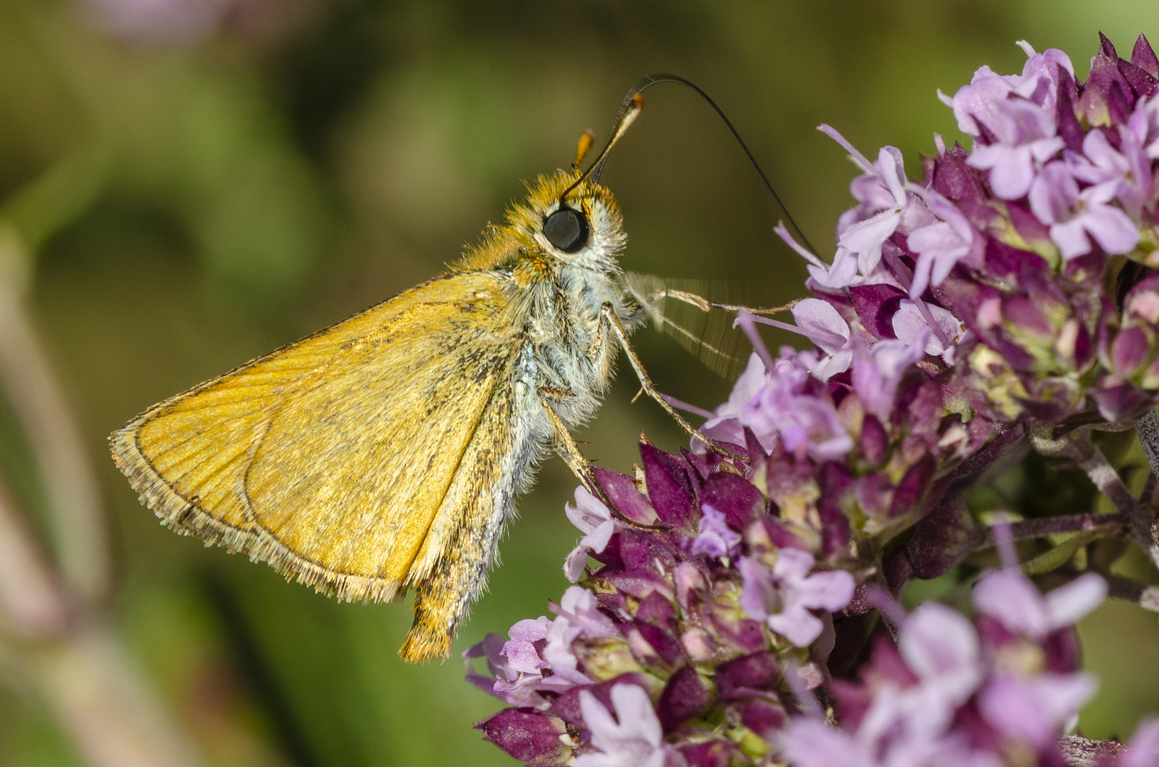 Braunkolbiger Braun-Dickkopffalter (Thymelicus sylvestris)