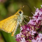 Braunkolbiger Braun-Dickkopffalter (Thymelicus sylvestris)