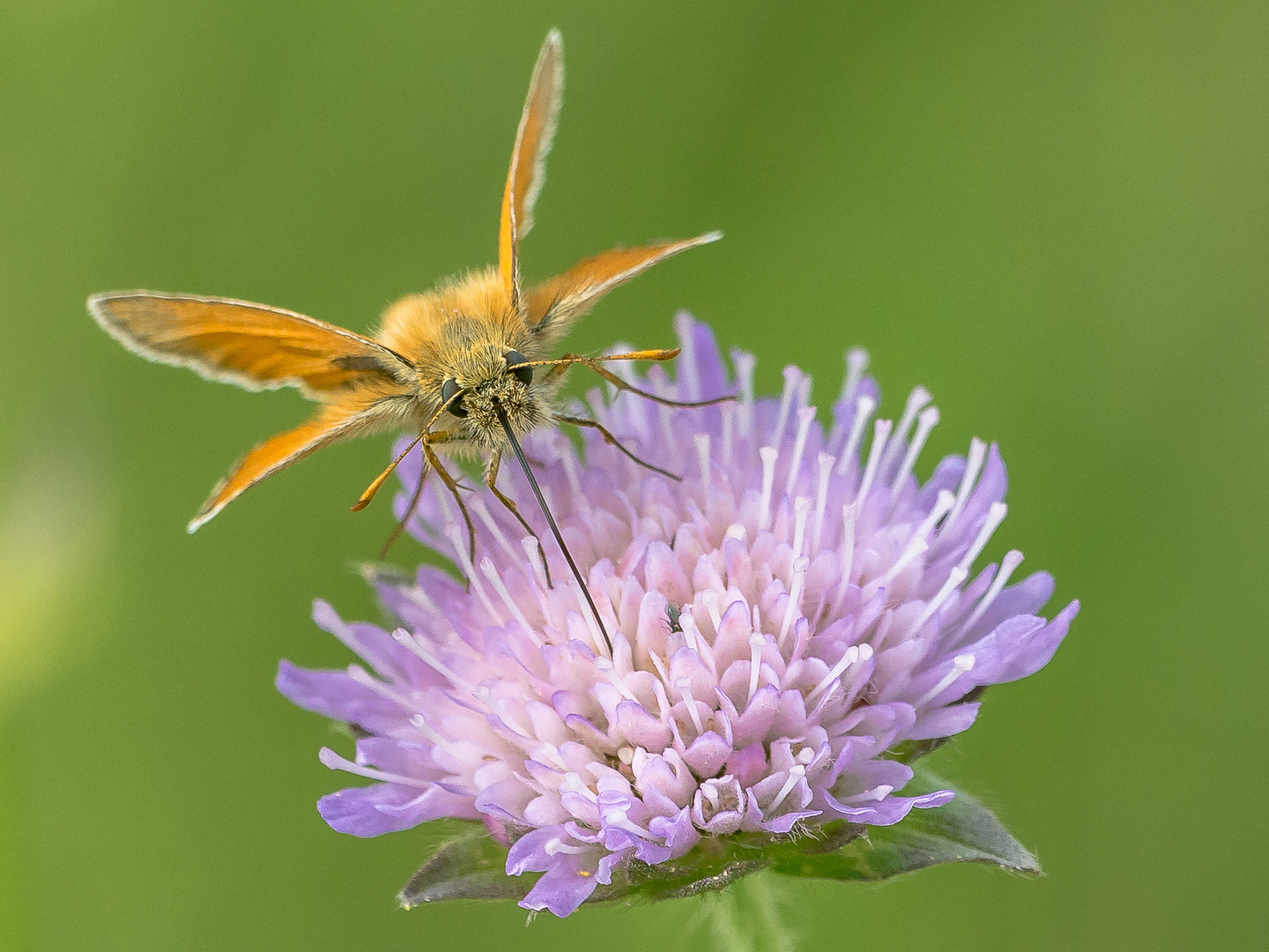 Braunkolbiger Braun-Dickkopffalter (Thymelicus sylvestris)