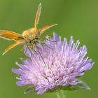 Braunkolbiger Braun-Dickkopffalter (Thymelicus sylvestris)