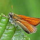 Braunkolbiger Braun-Dickkopffalter (Thymelicus sylvestris)