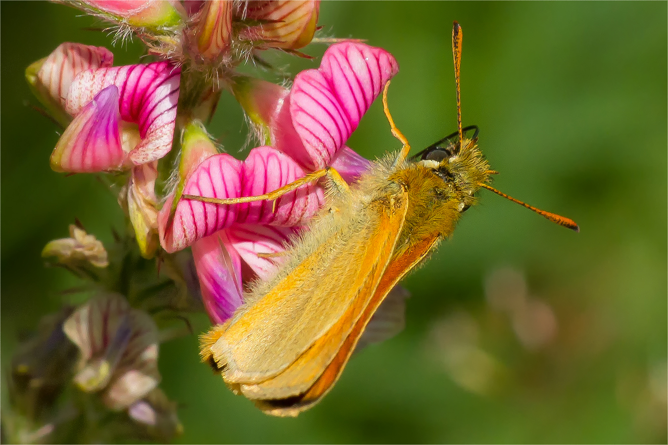 Braunkolbiger Braun-Dickkopffalter (Thymelicus sylvestris)