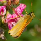 Braunkolbiger Braun-Dickkopffalter (Thymelicus sylvestris)